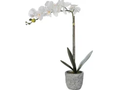 Kunstorchidee Met Pot Van Cement - H60 - Wit - Flora-OZAIA Online